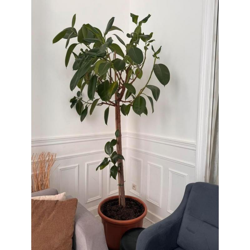 Ficus elastica plant 2m